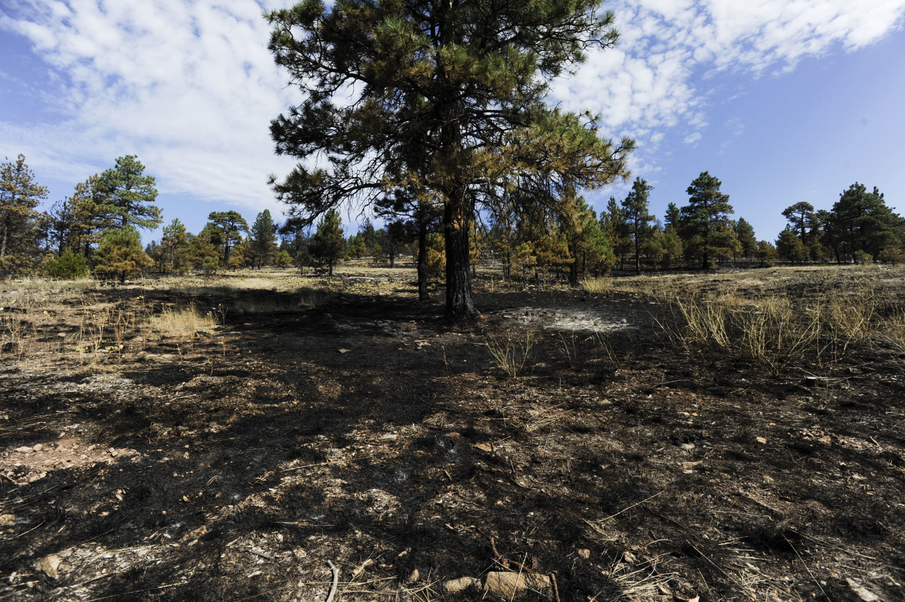 A burned area